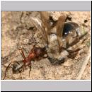 Formica -Serviformica- sanguinea - Blutrote Raubameise 21 9mm - mit Andrena vaga-Sandbiene.jpg